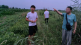 石湖乡大豆玉米复合种植“一地两种”助增收