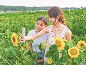 明光：向日葵花開引得游客來