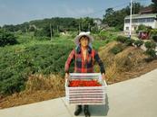宜秀區羅嶺鎮姥山社區：“小辣椒”種出“大產業” 助農增收促鄉村振興