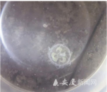 “水中大熊貓”桃花水母現身宿松