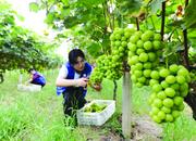 巢湖市志愿者服務隊伍助農采摘獻愛心