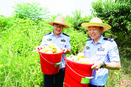 六安民警助農采收解民憂