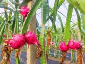 宜秀區大龍山鎮總鋪社區：火龍果甜蜜上市 產業振興迎來好“豐”景