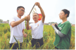 铜陵枞阳：再生稻测产迎丰收