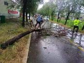 大風(fēng)刮斷樹木擋路 泗縣民警冒雨及時清理