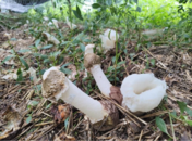 固鎮(zhèn)縣石湖鄉(xiāng)：竹蓀菇“繡”出致富畫卷