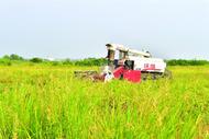 巢湖市萬余畝再生稻頭茬喜獲豐收
