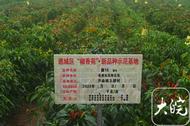 這個區為啥連續兩年蟬聯全國朝天椒種植面積第一縣（區）？ 