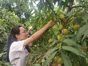 懷寧縣雷埠鄉：桃香飄滿致富路