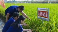 ?安徽一科技公司成功克隆出新的水稻矮稈基因 已培育出高產(chǎn)新品種水稻     