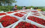 宜秀區羅嶺鎮花元村：辣椒紅了，日子火了