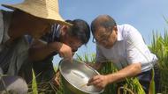 桐城：63萬余畝水稻進入齊穗期 “兩蟲一病”防治技術服務到田頭
