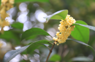 “雙節”期間合肥桂花滿城飄香