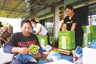 上海市淮南商會將首批15000斤葡萄運往申城