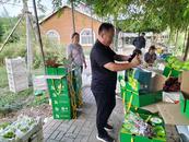 淮北市杜集區：種下葡萄樹 鋪出“幸福路”