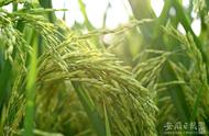 淮南壽縣：“大托管”助百萬畝農田迎豐收