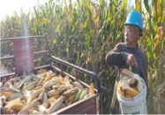 臨北回族鄉東元村：助農秋收顯真情，志愿服務暖人心