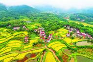 廬江縣：鄉村秋景