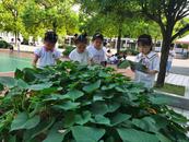 蚌埠市解放二路小學(xué)開展“科學(xué)在我身邊”主題系列科普活動