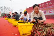 皖北朝天椒特色農產品貿易中心開業迎賓