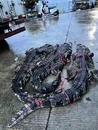 廣東中山神灣一鱷魚場逃出鱷魚？當地鎮政府回應