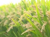 安徽發布公告  征集糧食購銷領域問題線索