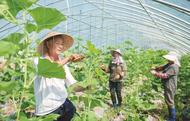 來安：種好“一棵菜” 致富一方人