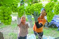 安徽淮南：“甜蜜產業”助農增收