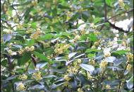 “雙節”期間合肥桂花滿城飄香