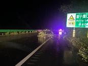 六安：風雨來襲大樹橫倒路面，高速交警趕到徒手挪樹