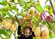 巢湖市烔煬鎮40多畝紅心獼猴桃成熟上市