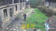 男子盜伐村民祖墳老樹被判拘役 受害人：心理傷害極大卻無任何賠償