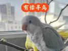 这只鹦鹉您看到了吗？蚌埠一市民2000元寻爱鸟