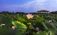張建春：菱角菜