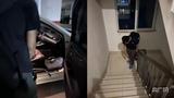 重庆一小区流浪猫死亡致跳蚤成灾！有业主被迫住酒店