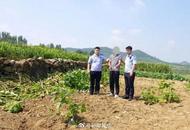 小偷1夜挖700斤芋頭被抓 農(nóng)戶笑了