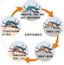 國內(nèi)已檢出多例，有夫妻雙雙確診
