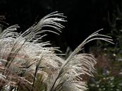 戴健：老樹春深更著花
