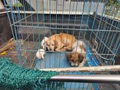 宣城城管开展流浪犬整治 当地正制定养犬管理地方性法规