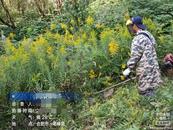 合肥此處“加拿大一枝黃花”已全部清理