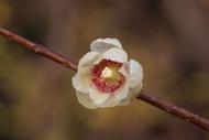 合植檀香等獲授植物新品種權  2023年安徽省獲授權數量創歷史新高