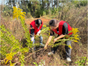 懷寧縣馬廟社區(qū)：鏟除“加拿大一枝黃花”  筑牢生態(tài)安全屏障