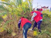 懷寧高河：黨建引領聚焦力量 清除黃花護生態(tài)安全
