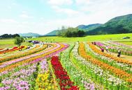 巢湖半湯郁金香高地：百合花競相開放
