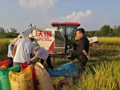 望城街道：雙管齊下，秋收秋種一手抓