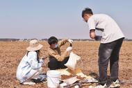 安徽淮南：摸清土壤家底 打造“江淮糧倉(cāng)”