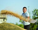安徽巢湖：大豆變“金豆” 秋收好“豐”景
