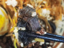 食堂饭菜里被曝吃出疑似鼠头，华北理工大学发布公告