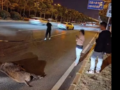 合肥市區(qū)驚現(xiàn)野豬 橫穿馬路被出租車撞倒身亡