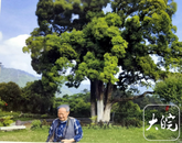 彭旵生：樟魂绕乡梦